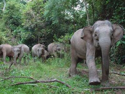 濒危动物婆罗洲侏儒象遭杀害事件